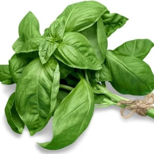 Herb - Basil per bunch