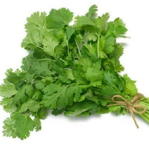 Coriander - herb - bunch